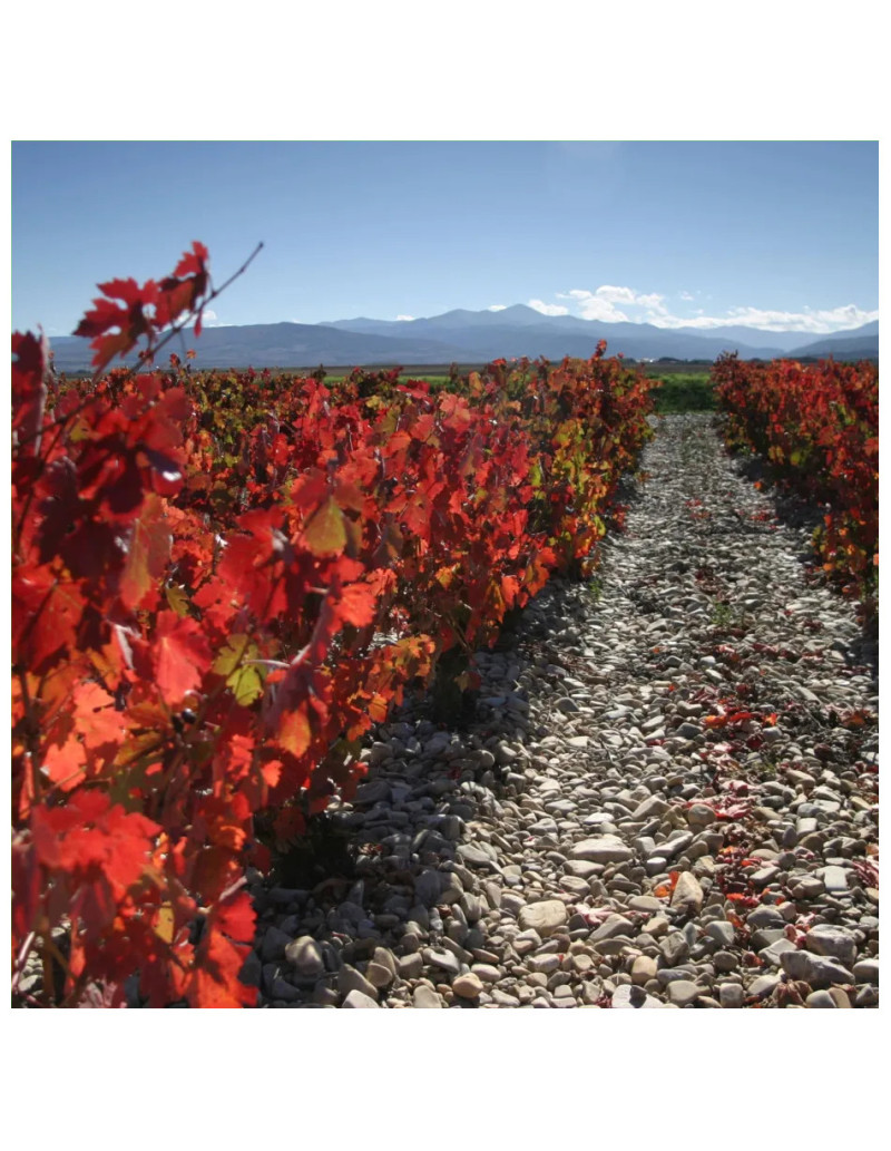 Gift voucher tour and tasting