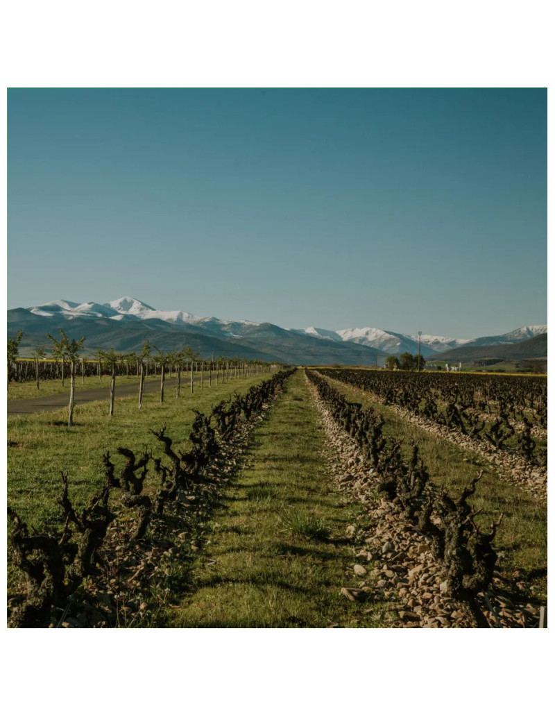 Tour and typical Rioja meal