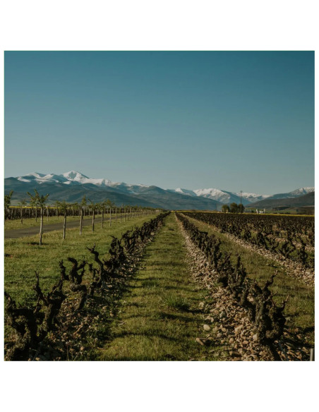 Tour and typical Rioja meal