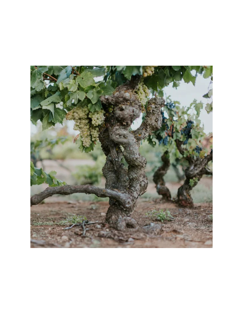 Experiencia Premium Guardacumbres